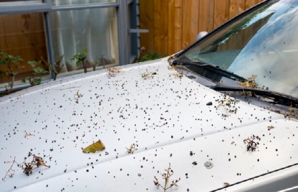 Comment enlever la sève d'arbre de votre voiture sans abîmer la peinture