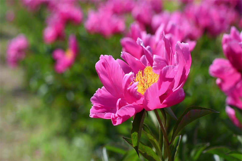 racine de pivoine blanche