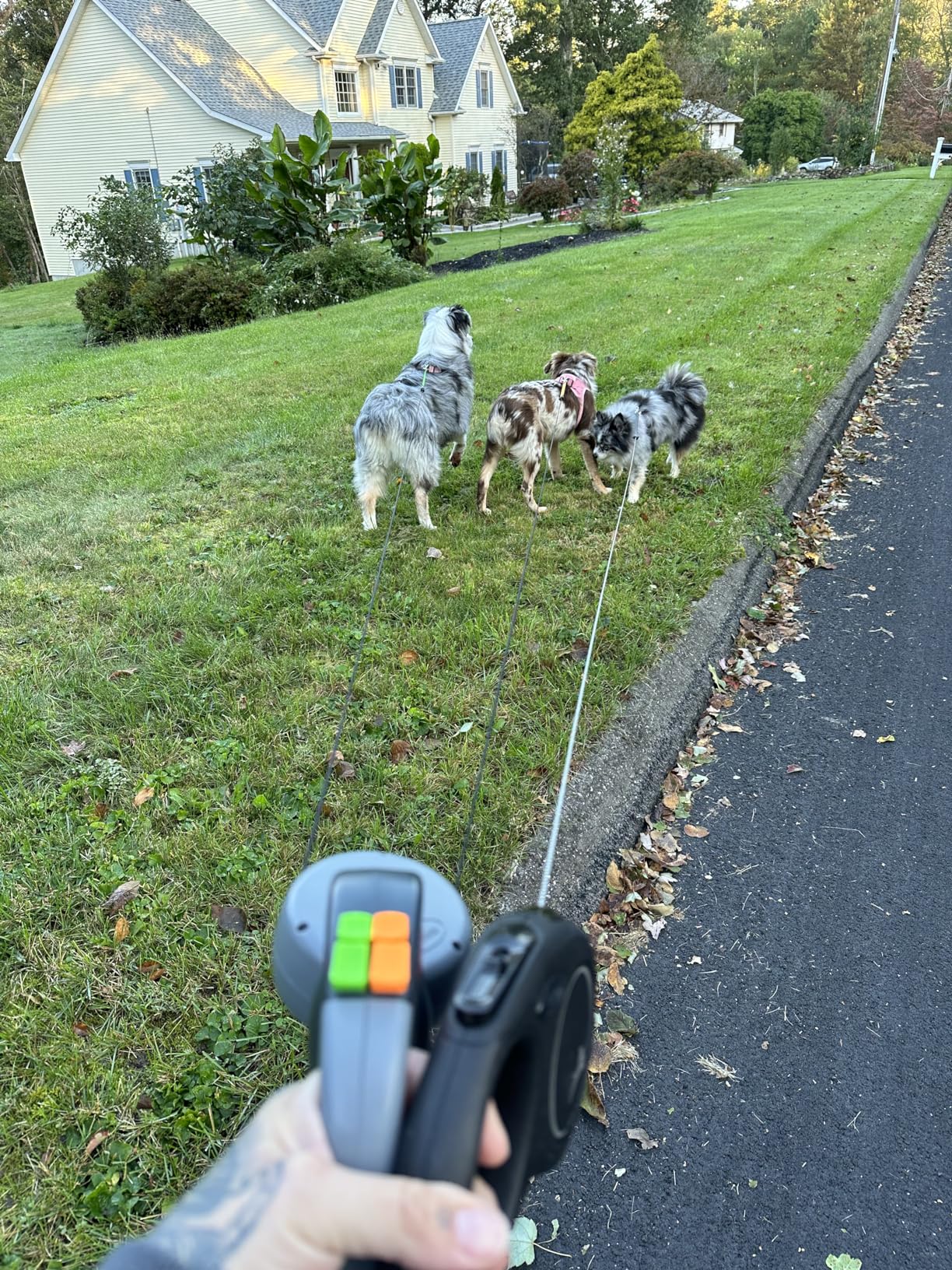 ¿Son buenas las correas dobles para perros?