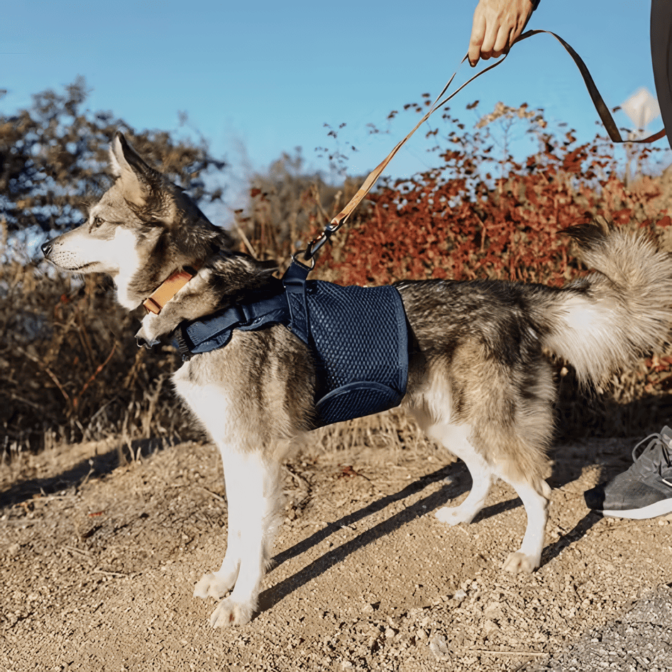 ¿Es mejor un collar martingale que un arnés?